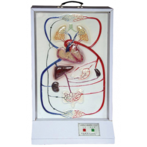 Cardiac and blood circulation Electric Model